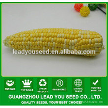 NCO04 Caise op graines de maïs cireux colorés pour la plantation